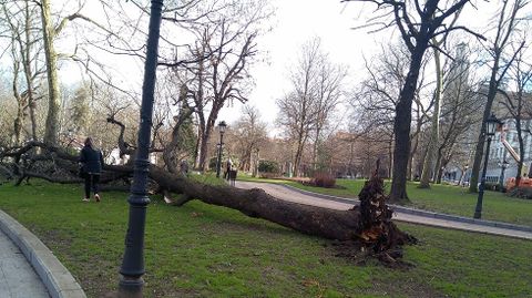 El viento tumba un arbol del Campo San Francisco, en Oviedo.El viento tumba un arbol del Campo San Francisco, en Oviedo 