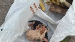 Gatos abandonados en Goz�n