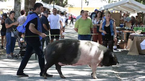 El manejo de porco celta ya estuvo presente en otras ediciones de la feria 