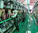 Los ganaderos est�n cobrando dos c�ntimos m�s en el �ltimo semestre.