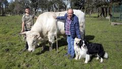 Cesreo Eijo y su hijo pequeo, Csar, junto a Blanky, el sper buey que roza ya los 1.500 kilos