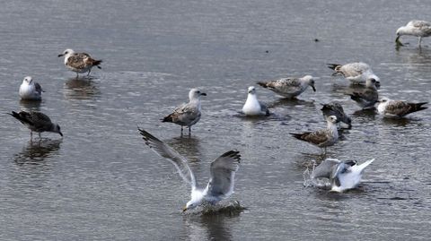 Un grupo de gaviotas 