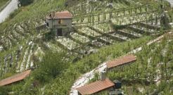 El seguro agrario cubre inclemencias meteorol�gicas como las granizadas