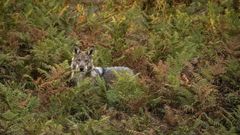 Un lobo ib�rico en una foto de archivo