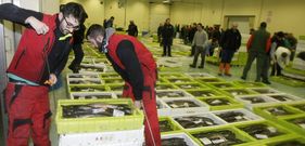 Seg�n el popular Balseiro, la lonja de Burela ha facturado 32 millones de enero a junio. 