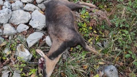 Uno de los dos rebecos que aparecieron muertos