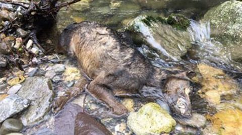 Imagen de archivo de un lobo muerto 