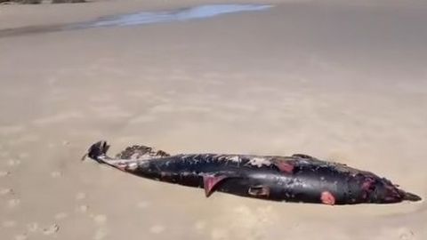 Arroaz varado en Cai�n en marzo del a�o pasado