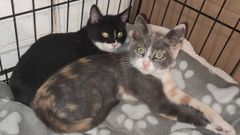Lenda, en primer plano y rescatada del motor de un coche, junto a Frac; buscan una adopci�n