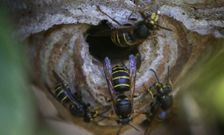 Las avispas velutinas aparecieron hace unos a�os e invadieron toda la zona de litoral. 