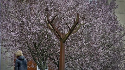 Cerezos japoneses junto a los rboles de hierro de la Ronda de Fingoi