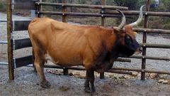 Rita, la bisabuela de las vacas gallegas