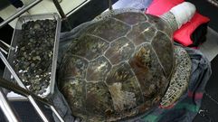 Omsi, una tortuga hembra de 25 a�os, se recupera tras ser intervenida en la Facultad de Veterinaria de la Facultad de Bangkok, donde le extrajeron decenas de monedas que alojaba en su est�mago