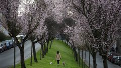 Cerezos japoneses en la Ronda do Carme