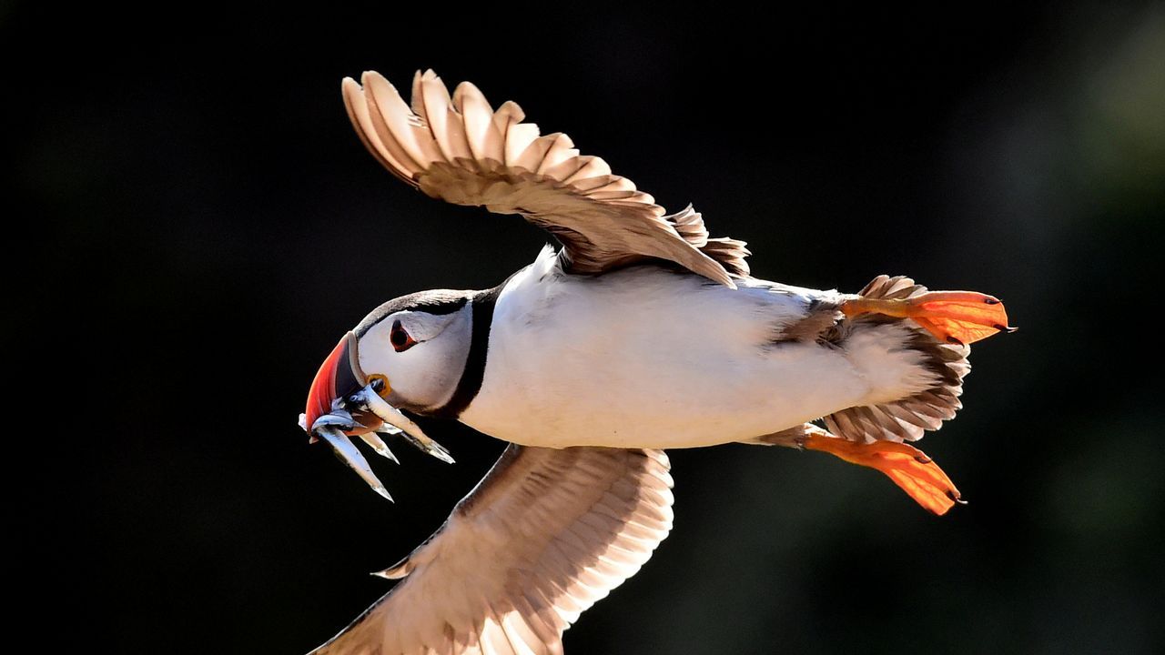 SEO/BirdLife documenta la mayor mortandad de aves marinas en España en diez años tras el tren de borrascas de febrero