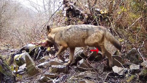 Imagen de FAPAS de un lobo con la pata rota
