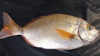 Un sargo picudo de 1,5 kilos capturado en A Mari�a lucense por el Costa da �frica en agosto del 2022.