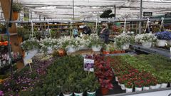 Una planta para cada rinc�n