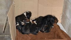 Los cachorros, ahora, ubicados en la casa de un vecino.