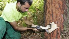 Extracci�n de resina de los pinos