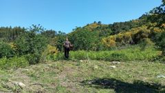 Trabajos de silvicultura realizados en terrenos del municipio de A Caiza dentro de las iniciativas de Mixturando