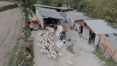 Comienza el esquilado