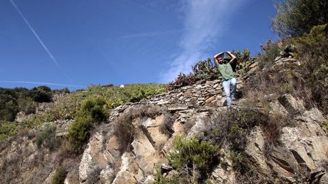 Un viticultor carga una caja llena de uvas entre las pe�as de una vi�a en Doade (Sober)