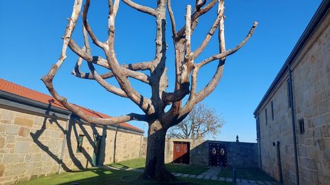Zona ajardinada del primer recinto del pazo de Quintns, en Sanxenxo
