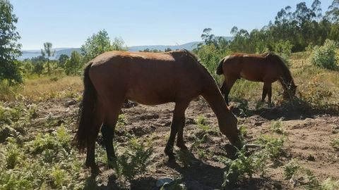 Caballos de pura raza gallega funcionan como cortafuegos en el monte de Leiro, en Rianxo