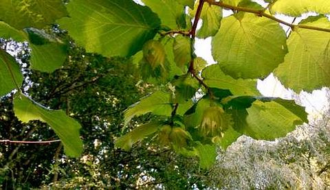En Galicia la producci�n de frutos secos es escasa.