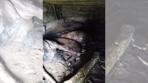 Los asturcones muertos en una cuadra de Teverga