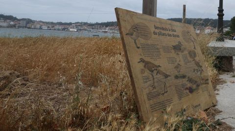 La playa ribeirense de Coroso tiene una amplia zona acotada por la cr�a de la p�llara