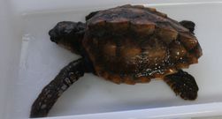 La tortuga mutilada estaba en Beo