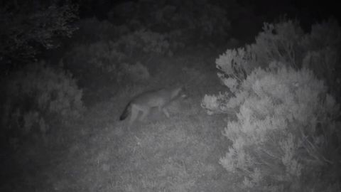 Seguimiento nocturno a un lobo