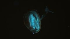 Juveniles de mejillones criopreservados.
