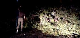 El �rbol fue detectado la noche del s�bado.