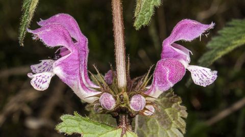 Ortiga muerta o «Lamium maculatum»