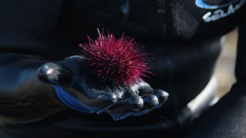 Captura del oricio en Asturias