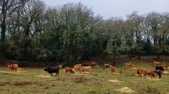 Ganado comiendo el alimento que le trajo su propietario en la Serra do Suido, en A Lama