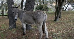 �Manzanita� vive en O Pi�eiro (Vilagarc�a). 