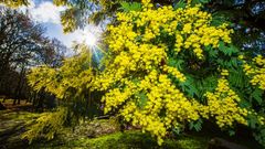 La acacia es una especie invasora originaria de Australia