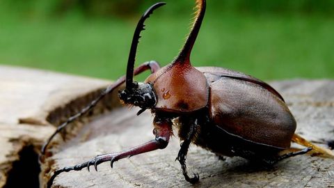 El escarabajo rinoceronte es capaz de levantar 30 veces su peso.