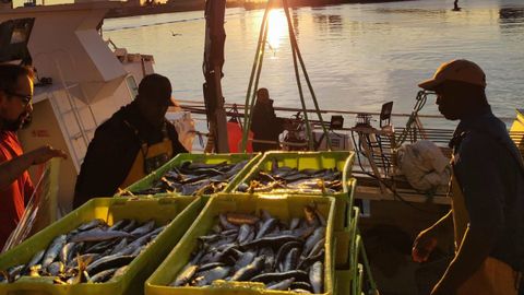 Descarga de sardina en el puerto de A Coru&ntilde;a en junio del 2026.