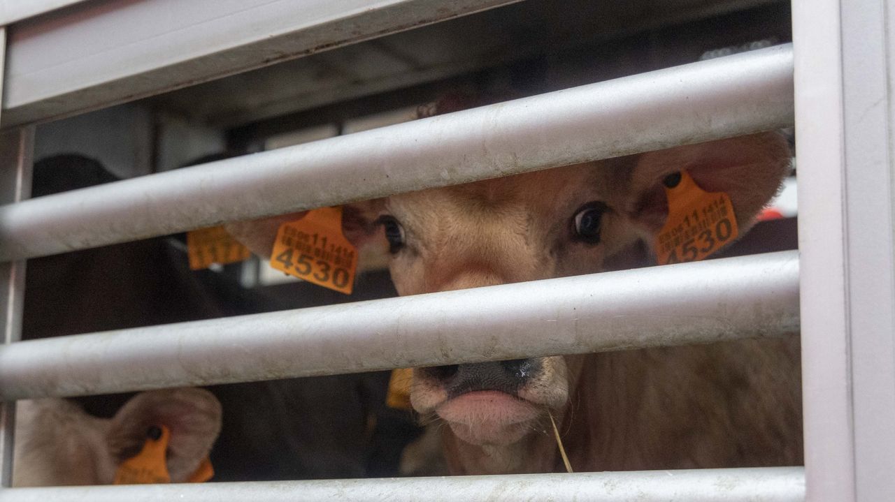 Detectados en A Coruña los primeros dos focos de lengua azul de 2026 en Galicia