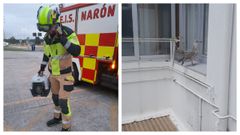 Los bomberos del SPEIS rescataron a un gato (izquierda) y a una gaviota (derecha)