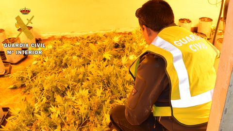 Plantas de marihuana incautadas por la Guardia Civil en Oviedo