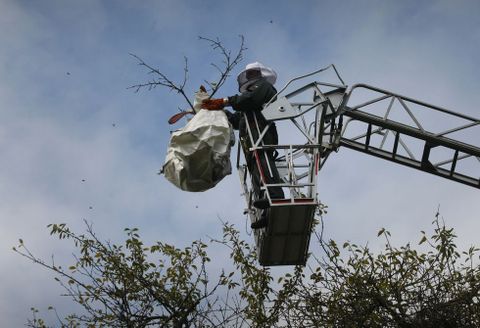 Un operario de Plagal, respaldado por Protecci�n Civil, consigui� retirar ayer un nido en Rubi�ns. 