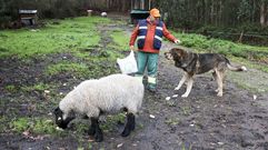 Vecinos de la zona rural, como Jacinto Santiago, de Val�n, denunciaron en diciembre ataques de lobos a sus animales. En su caso, perdi� una oveja y un mast�n.