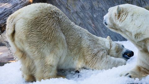 Praga, calor en el zoo..Los osos polares del zoo de Praga se refrescan con el hielo que les proporcionan los cuidadores. Miles de peces murieron asfixiados en el lago Modlanska.