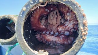 Pulpo desovando dentro de un cacharro, cuyo uso se encuentra prohibido en Galicia.